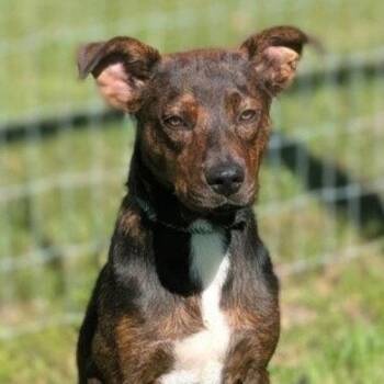 Roxs -  Plott Hound and Terrier Dog for Adoption in Bloomfield, Connecticut - Roxs | PetCurious