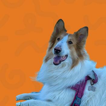 Rough Collie Dogs Available for Adoption in Reno, Nevada - Auzzy | PetCurious