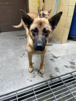 German Shepherd Dog and Mixed Breed Dogs Available for Adoption in Stockton, California - MOLLY | PetCurious