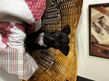 Rescue Mixed Breed Dogs for Adoption in Brownstown, Indiana - Cuatro | PetCurious