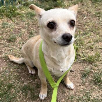 Chihuahua Dogs Available for Adoption in Bothell, Washington - Bambi | PetCurious