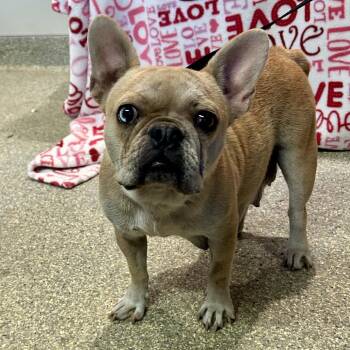 IVHS-Stray-142696 -  French Bulldog Dog for Adoption in San Gabriel, California - IVHS-Stray-142696 | PetCurious