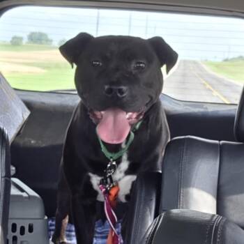 Rescue Pit Bull Terrier Dogs for Adoption in Brainerd, Minnesota - Gideon | PetCurious