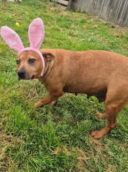 Terrier Dogs Available for Adoption in Dover, Arkansas - Espresso | PetCurious