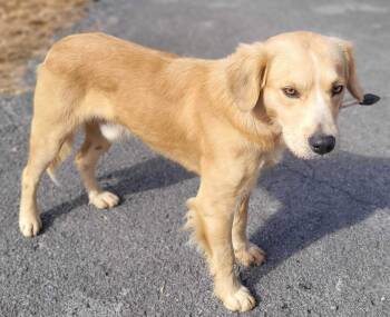 Rescue Golden Retriever and Labrador Retriever Dogs for Adoption in Killingworth, Connecticut - Nugget #12 | PetCurious
