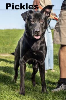 Pickles -  Mixed Breed Dog for Adoption in Macomb, Illinois - Pickles | PetCurious
