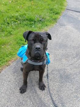 Cane Corso and Rottweiler Dogs Available for Adoption in Manhattan, Illinois - Pool House | PetCurious