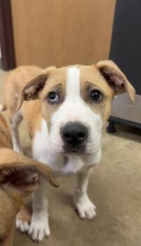Pit Bull Terrier and Mixed Breed Dogs Available for Adoption in Irving, Texas - Gillian | PetCurious