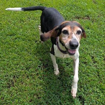 Pretty Pepper -  Hound Dog for Adoption in Richmond, Virginia - Pretty Pepper | PetCurious