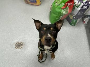 TOBY -  Rottweiler and Mixed Breed Dog for Adoption in Ocala, Florida - TOBY | PetCurious