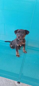 Rescue Mixed Breed Dogs for Adoption in Las Vegas, Nevada - Lorazepam | PetCurious