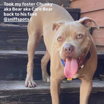 (Chunky) aka Bear -  Pit Bull Terrier and Mixed Breed Dog for Adoption in San Diego, California - (Chunky) Aka Bear | PetCurious