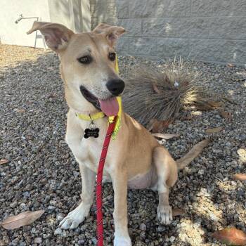 Waffle - Costa Mesa Location -  Labrador Retriever and Mixed Breed Dog for Adoption in Chino Hills, California - Waffle - Costa Mesa Location | PetCurious