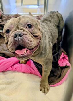 Rescue American Bully Dogs for Adoption in Lindenhurst, New York - 25-388 Dinero | PetCurious