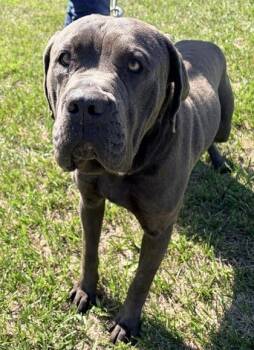 Xavier FKA Dog 1 -  Cane Corso and Mixed Breed Dog for Adoption in West Chester, Pennsylvania - Xavier FKA Dog 1 | PetCurious
