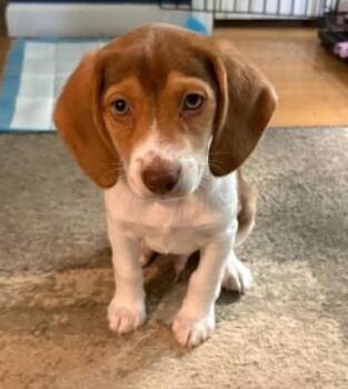 Beagle and Basset Hound Dogs Available for Adoption in Bedford Hills, New York - Moose Our Mushball!  LOVER ALERT - BABY BEAGLE ANGEL - VIDEO!! | PetCurious