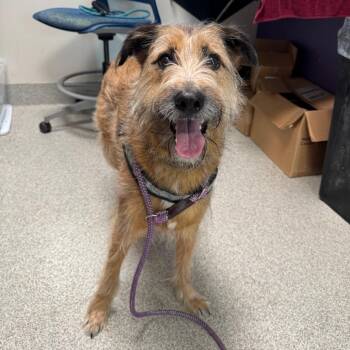 Hercules -  Wirehaired Terrier and Mixed Breed Dog for Adoption in Englewood, Florida - Hercules | PetCurious