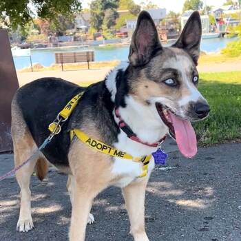 Rescue Husky and Mixed Breed Dogs for Adoption in San Francisco, California - Narnia | PetCurious
