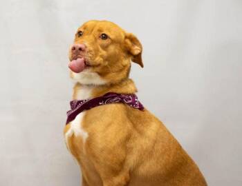 Lia -  Labrador Retriever Dog for Adoption in Sanford, Florida - Lia | PetCurious