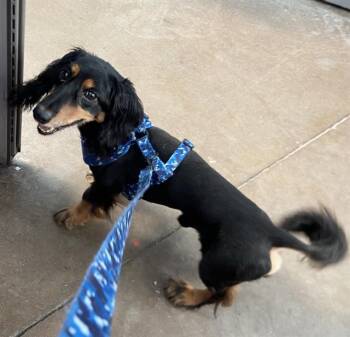 CLARENCE -  Dachshund Dog for Adoption in Dallas, Texas - CLARENCE | PetCurious