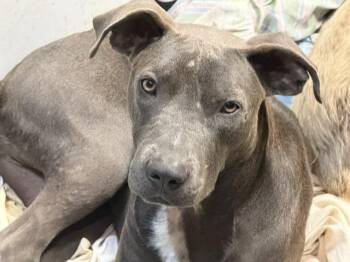 Collin -  Mixed Breed Dog Available for Adoption in Rockdale, Texas - Collin | PetCurious