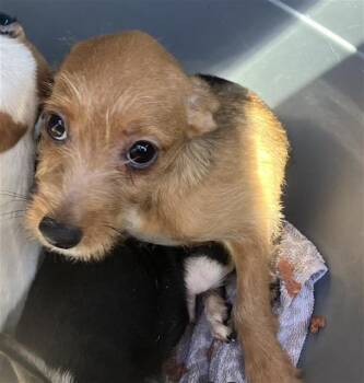 DOS -  Terrier Dog for Adoption in San Antonio, Texas - DOS | PetCurious