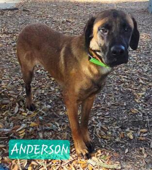 Rescue Mastiff Dogs for Adoption in Pawleys Island, South Carolina - Anderson | PetCurious