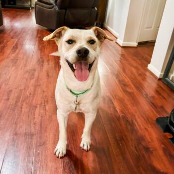 Yellow Labrador Retriever Dogs Available for Adoption in Klein, Texas - Tamale | PetCurious