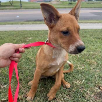 Phoenix -  Australian Cattle Dog Blue Heeler and Labrador Retriever Dog for Adoption in Aledo, Texas - Phoenix | PetCurious