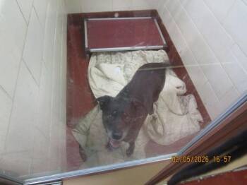 Labrador Retriever Dogs Available for Adoption - Logan(50) | PetCurious