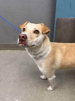Golden Retriever and Mixed Breed Dogs Available for Adoption in Las Vegas, Nevada - CHAI | PetCurious