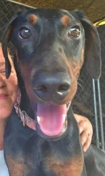 Ziggy -  Doberman Pinscher Dog for Adoption in El Dorado, Arkansas - Ziggy | PetCurious
