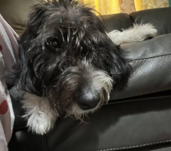 Tommy -  Poodle Dog for Adoption in Carey, Ohio - Tommy | PetCurious