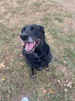 Rescue Black Labrador Retriever Dogs for Adoption in Knoxville, Tennessee - Cassidy | PetCurious