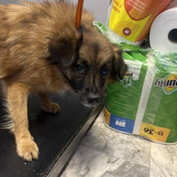 Gidget -  Pomeranian and Mixed Breed Dog for Adoption in Summerlee, West Virginia - Gidget | PetCurious