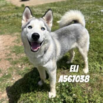 Husky and Mixed Breed Dogs Available for Adoption - ELI | PetCurious