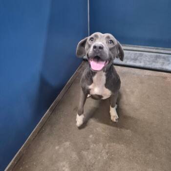 Judie -  Terrier Dog for Adoption in Montgomery, Alabama - Judie | PetCurious