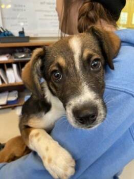 Rescue Australian Cattle Dog Blue Heeler Dogs for Adoption in Flagstaff, Arizona - Roxy | PetCurious