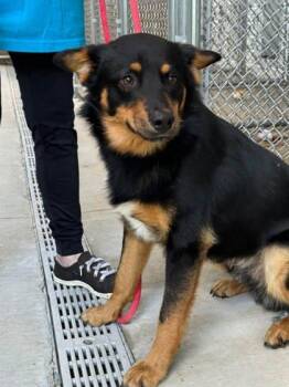 Rotini -  Australian Kelpie and Mixed Breed Dog for Adoption in Fergus Falls, Minnesota - Rotini | PetCurious