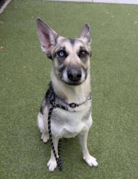 Waterloo -  German Shepherd Dog and Mixed Breed Dog for Adoption in Bellevue, Washington - Waterloo | PetCurious