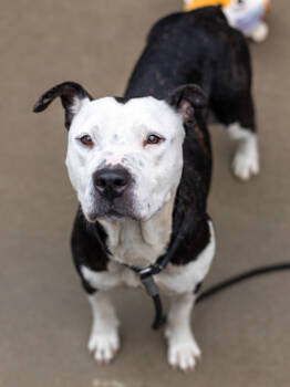 Rescue Mixed Breed Dogs for Adoption in Chamblee, Georgia - Kelly | PetCurious