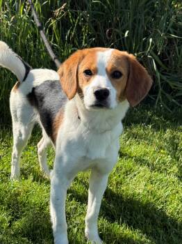 Messi -  Beagle Dog for Adoption in Hamilton, Ontario - Messi | PetCurious