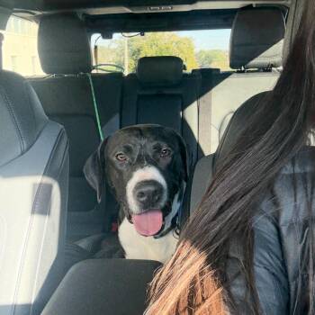 Mixed Breed Dogs Available for Adoption - Thumper | PetCurious