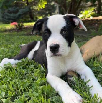 Labrador Retriever Dogs Available for Adoption in Kansas City, Missouri - Ginny | PetCurious