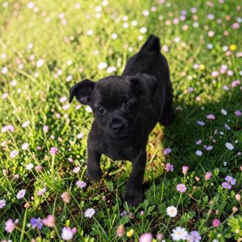 Lug Nut -  Chihuahua Dog for Adoption in Anderson, South Carolina - Lug Nut | PetCurious
