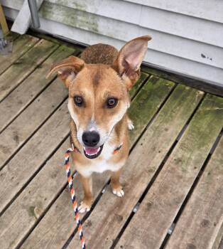 Mixed Breed Dogs Available for Adoption in Carsonville, Michigan - Daisy | PetCurious
