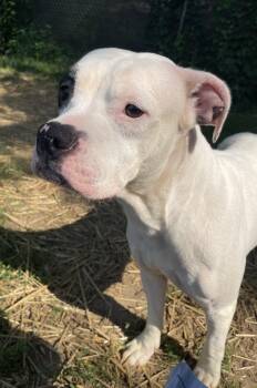 JuJu -  Mixed Breed Dog for Adoption in Mishawaka, Indiana - JuJu | PetCurious