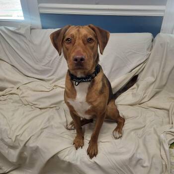 Hound and Retriever Dogs Available for Adoption in Sunderland, Maryland - Rocky | PetCurious