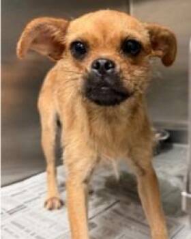 Scarlett -  Pug and Chihuahua Dog for Adoption - Scarlett | PetCurious