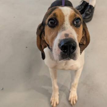 Lady Bird -  Treeing Walker Coonhound Dog for Adoption in Charlottesville, Virginia - Lady Bird | PetCurious